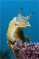   lookout point This nudi Hypselodoris picta has been looking good found it. it  